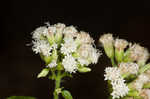 White snakeroot